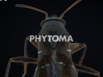 mírido Pilophorus sp 